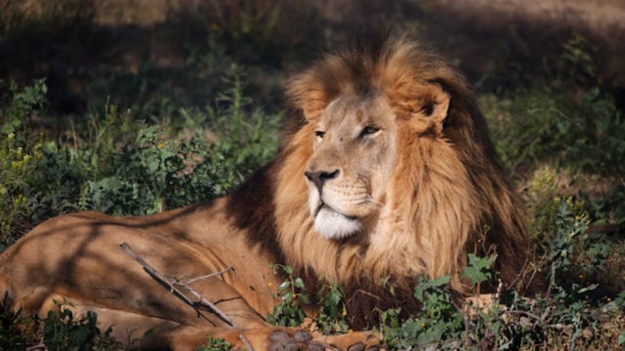 Best-tour-companies-in-Kenya-2025–Lion-in-Maasai-Mara-Safari.