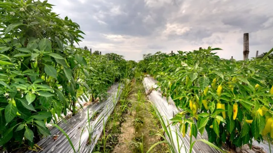 Top-10-AgroChemicalcompanies-in-Kenya-Farmers